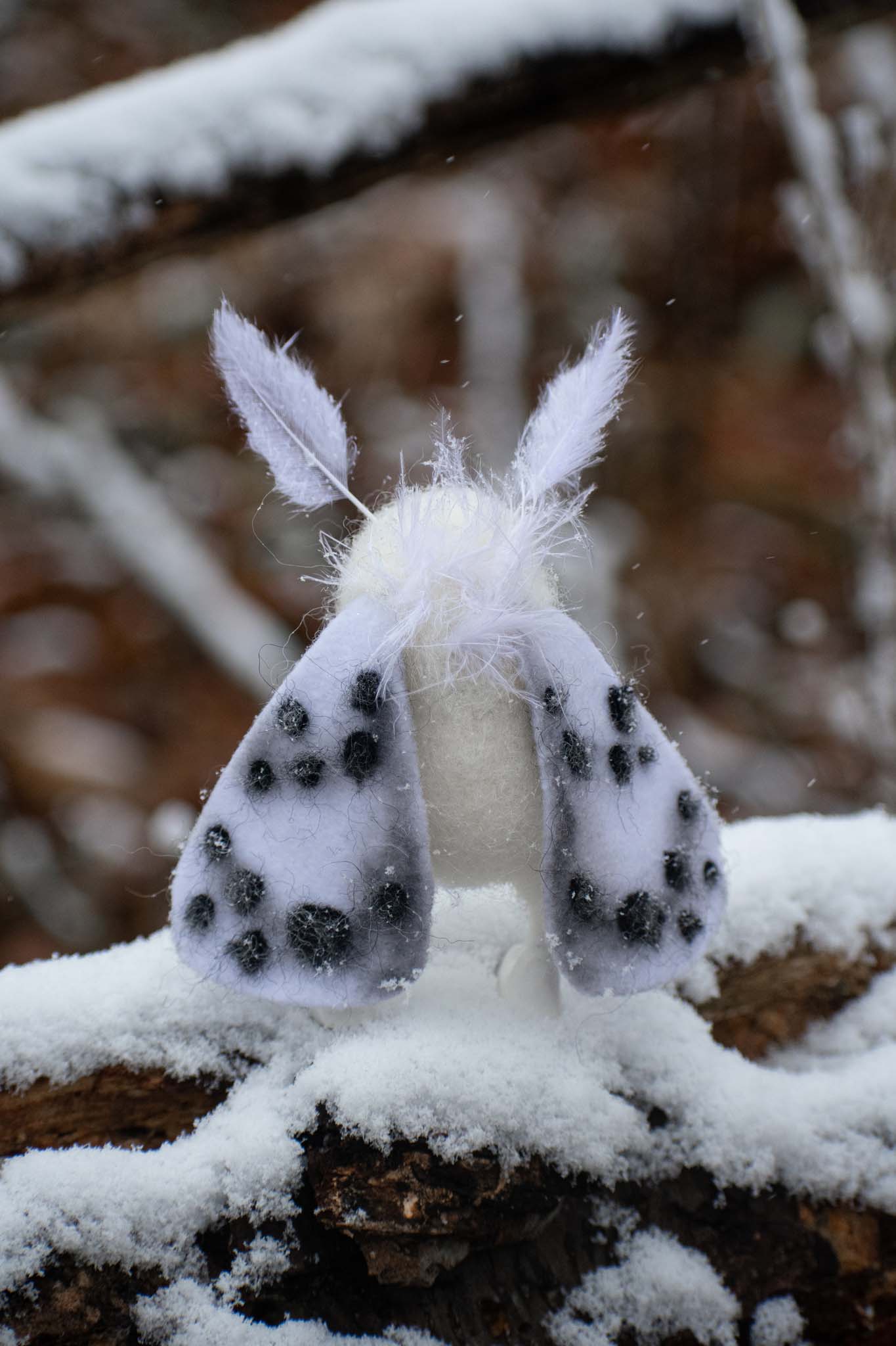 Spotted Snow Moth